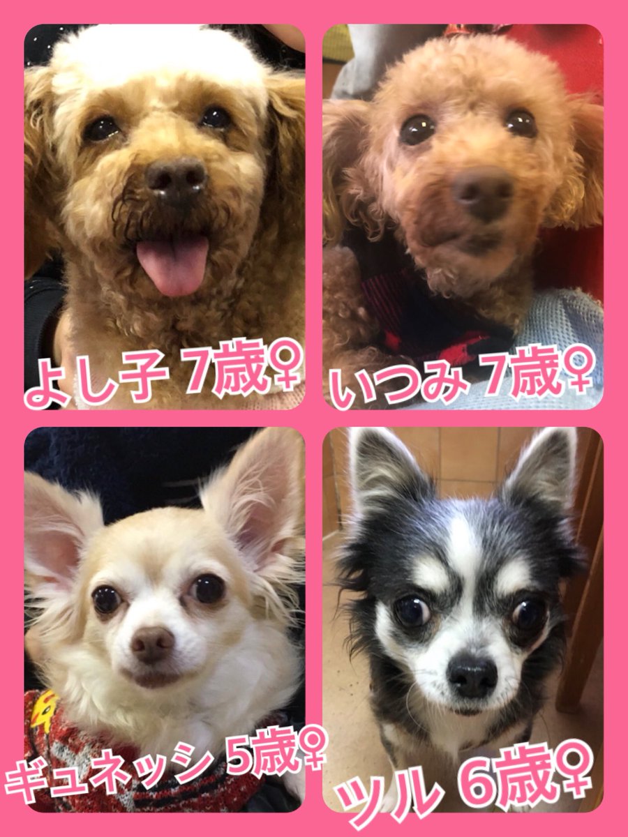 🐾今日の里親様募集中ワンコ🐶メンバーです🐾2019,12,8
